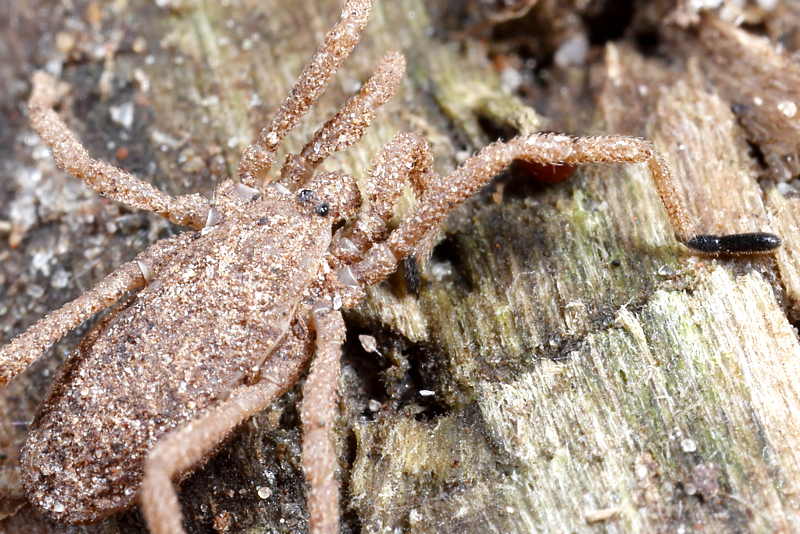 Trogulus tricarinatus