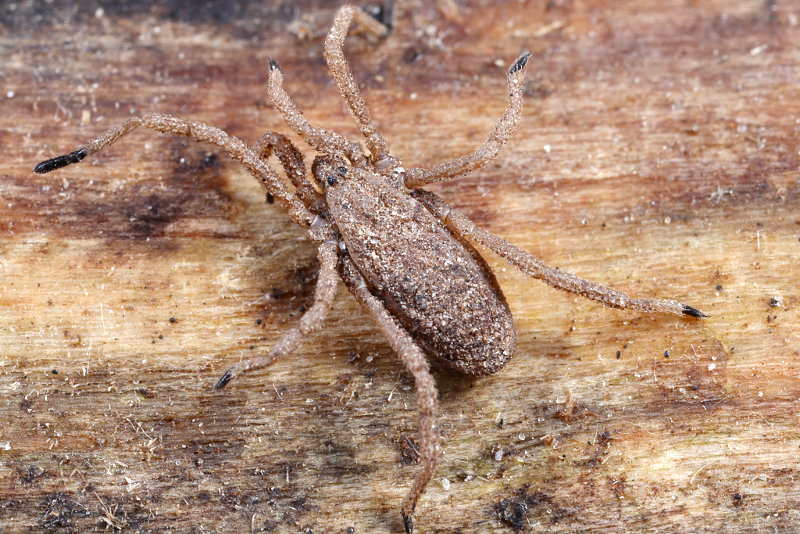 Trogulus tricarinatus