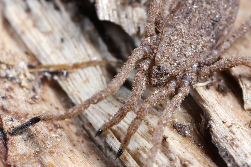 Trogulus tricarinatus