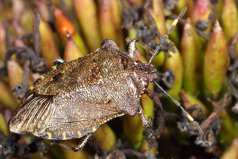 Troilus luridus, Buikspitsschildwants