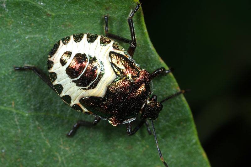 Troilus luridus, Buikspitsschildwants, juveniel