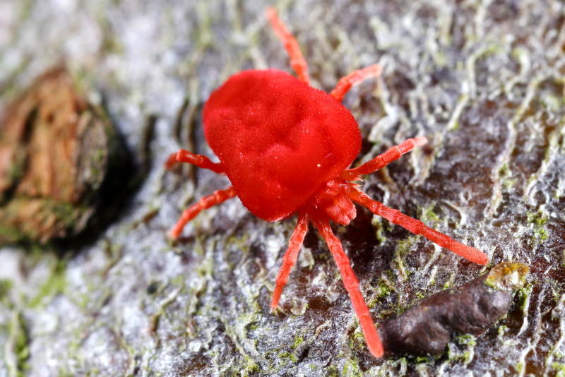 Trombidium
