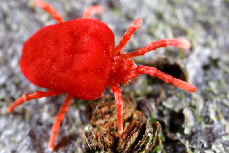 Trombidium