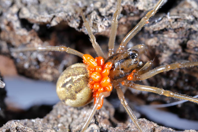 larves van Trombidium op spin