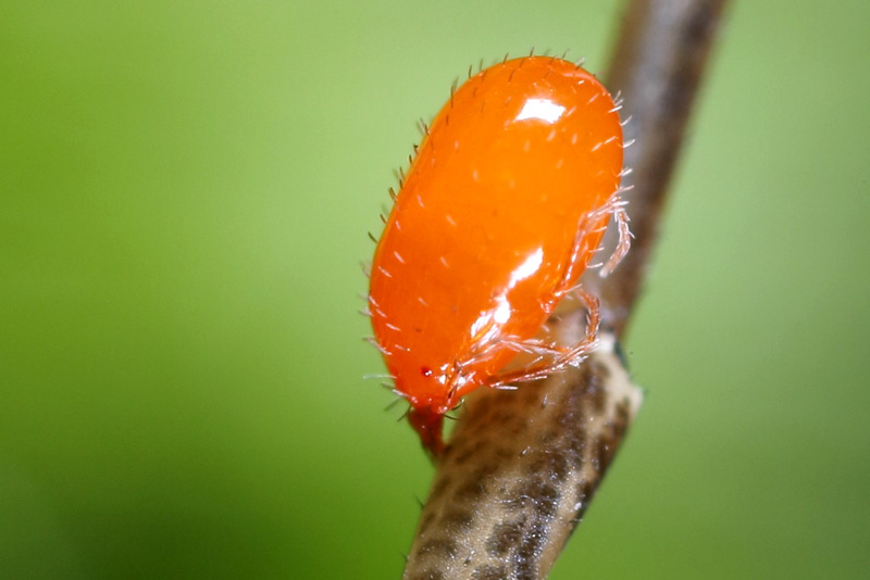 Trombidium larve