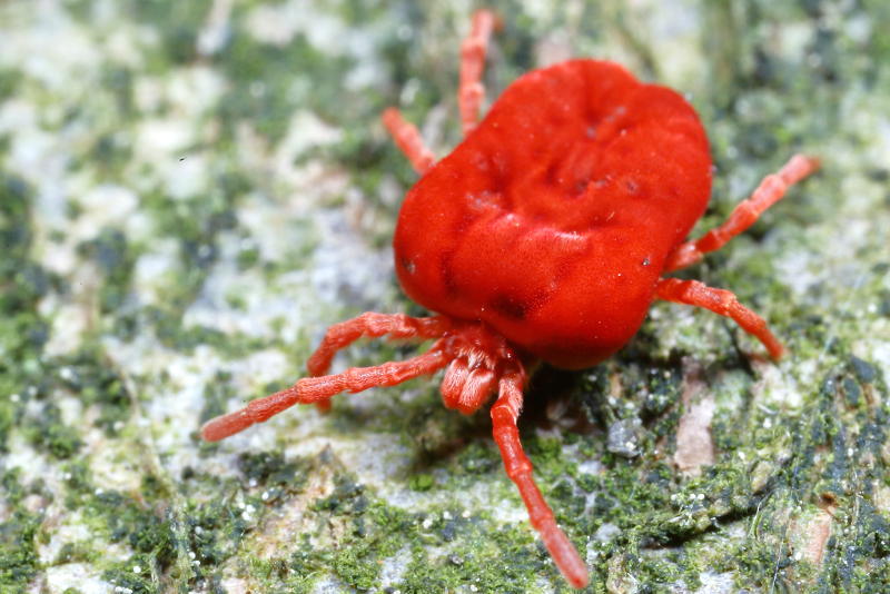 Trombidium