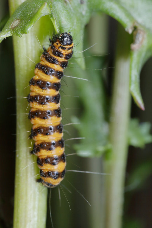 Sint-jacobsvlinder, Tyria jacobaeae, rups