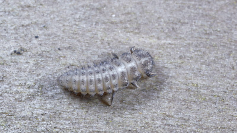 Zestienstippelig lieveheersbeestje, Tytthaspis sedecimpunctata, larve