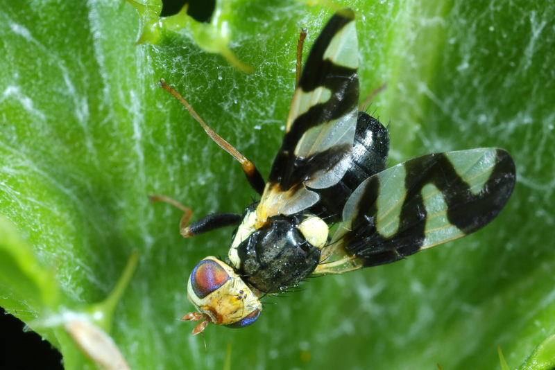 Akkerdistelgalboorvlieg, Urophora cardui