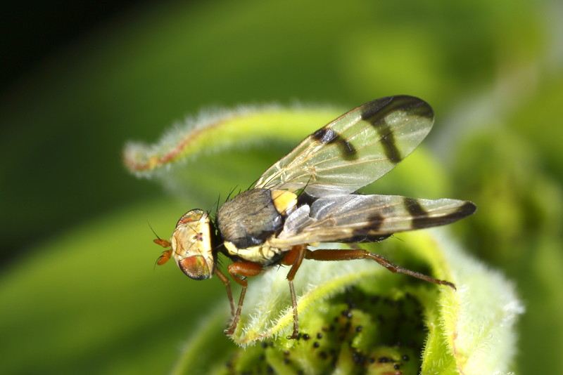 Vederdistelgalboorvlieg, Urophora stylata