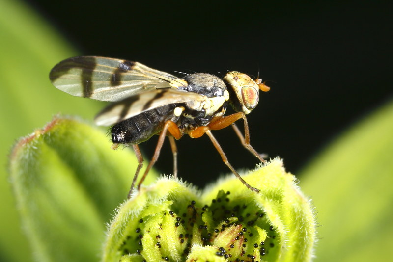 Vederdistelgalboorvlieg, Urophora stylata