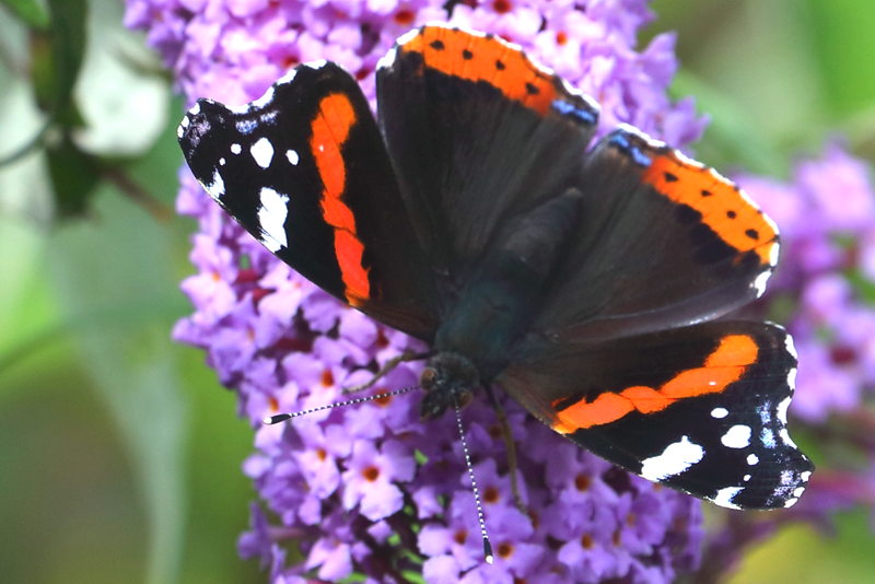 Atalanta, Vanessa atalanta (NL)