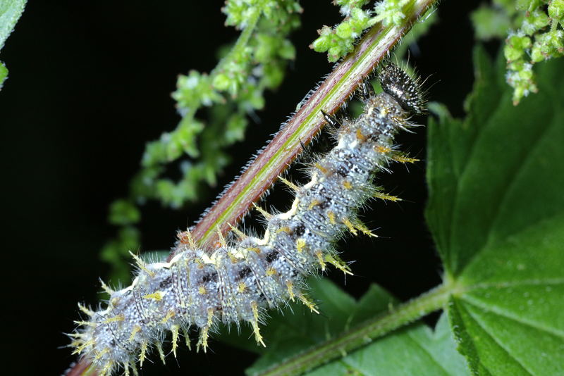 Atalanta, Vanessa atalanta, rups (NL)