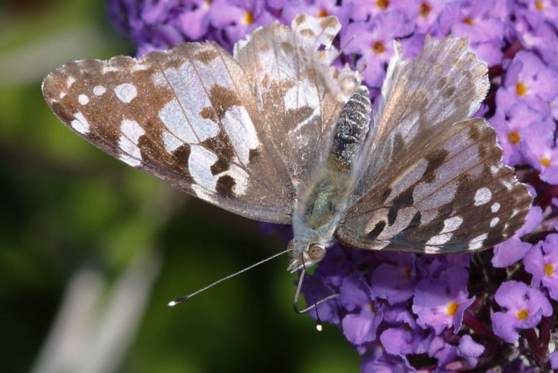 Distelvlinder, Vanessa cardui(NL)2009