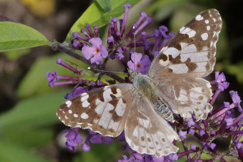 Distelvlinder, Vanessa cardui(NL)2009