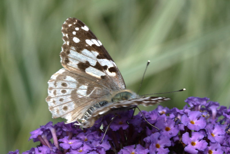 Distelvlinder, Vanessa cardui, (NL)2009