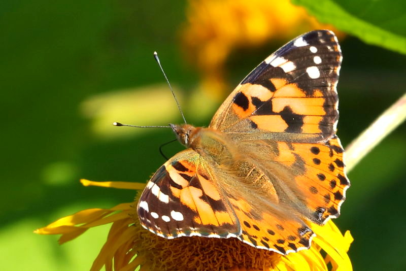Distelvlinder, Vanessa cardui (NL)