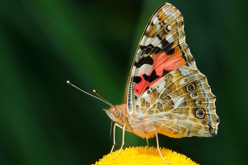 Distelvlinder, Vanessa cardui (NL)
