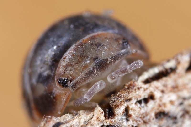 Venezillo parvus