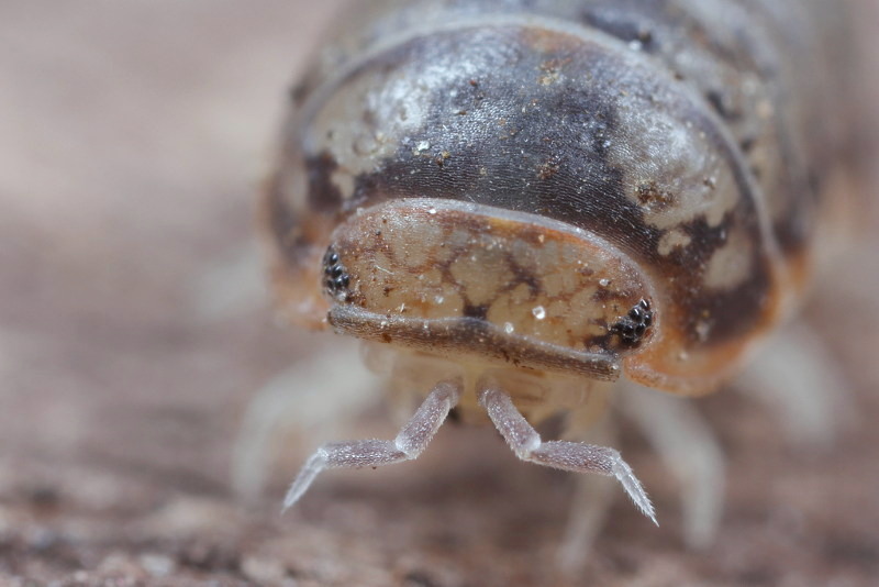 Venezillo parvus
