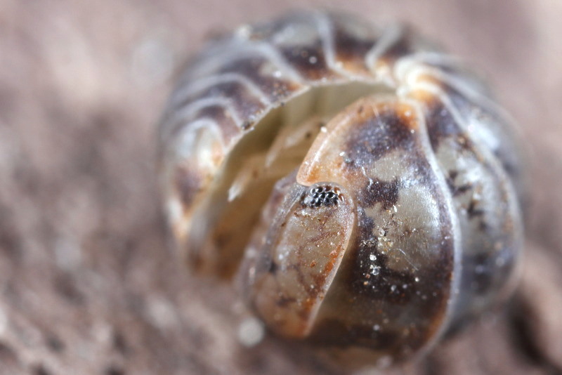 Venezillo parvus