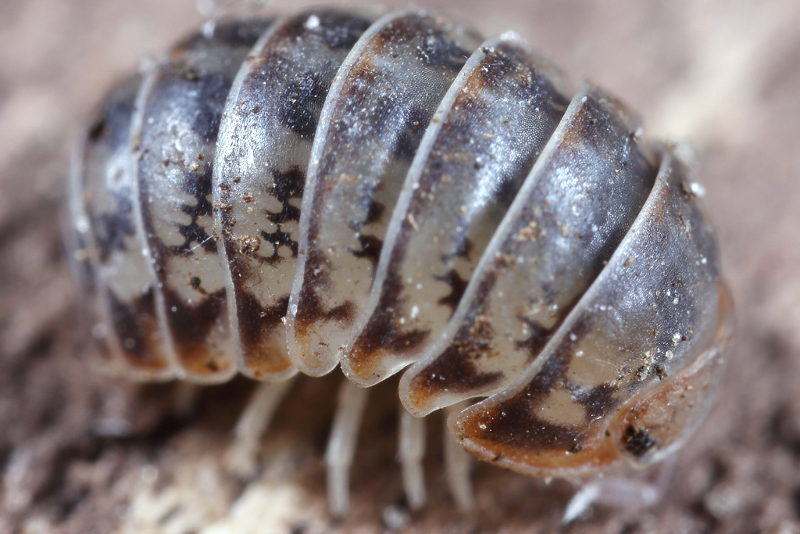 Venezillo parvus