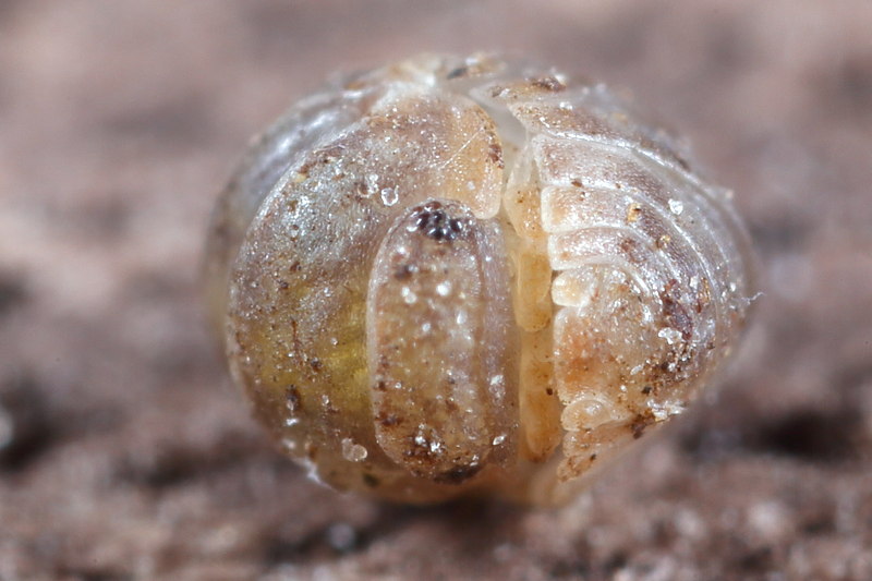 Venezillo parvus, juveniel