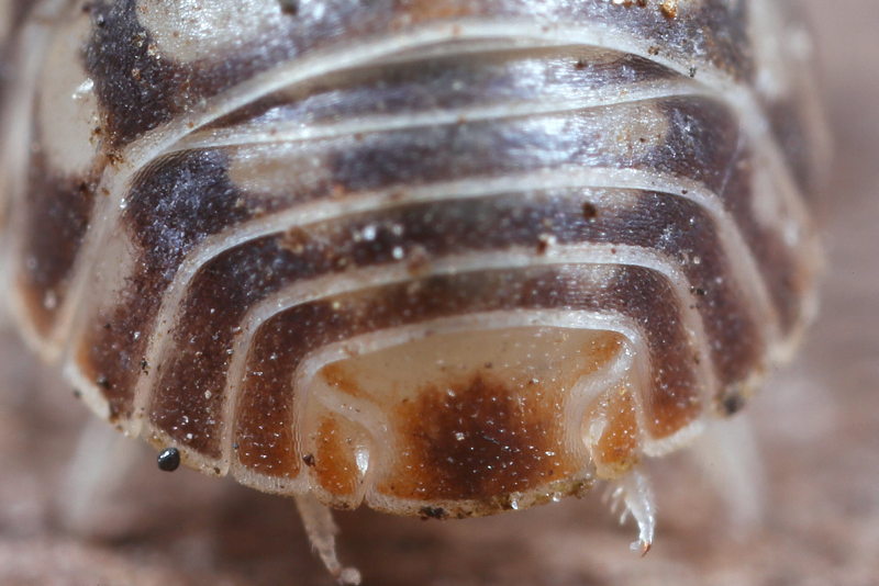 Venezillo parvus