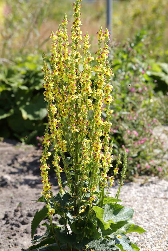 Verbascum