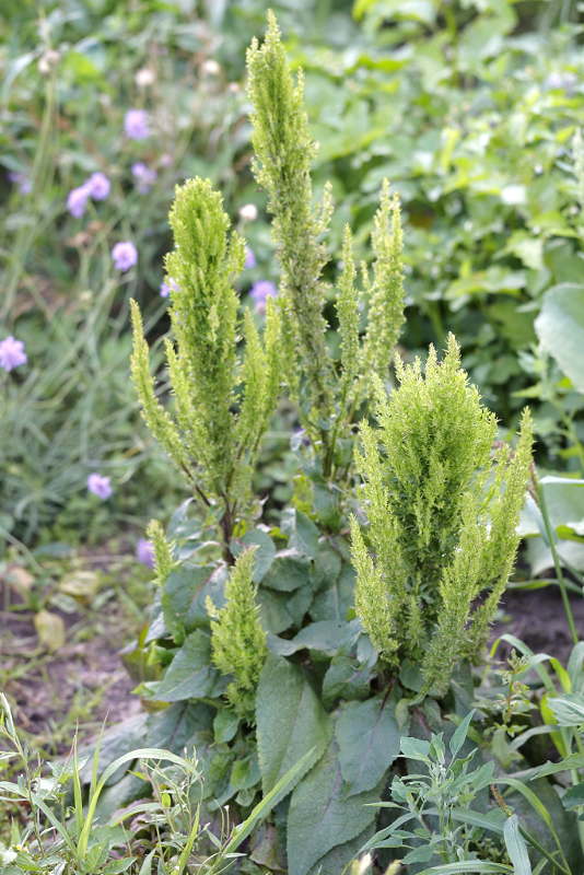 Verbascum afwijkend