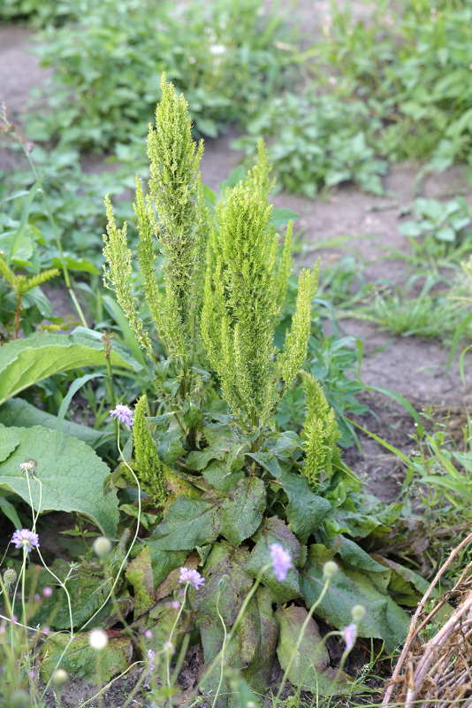 Verbascum afwijkend