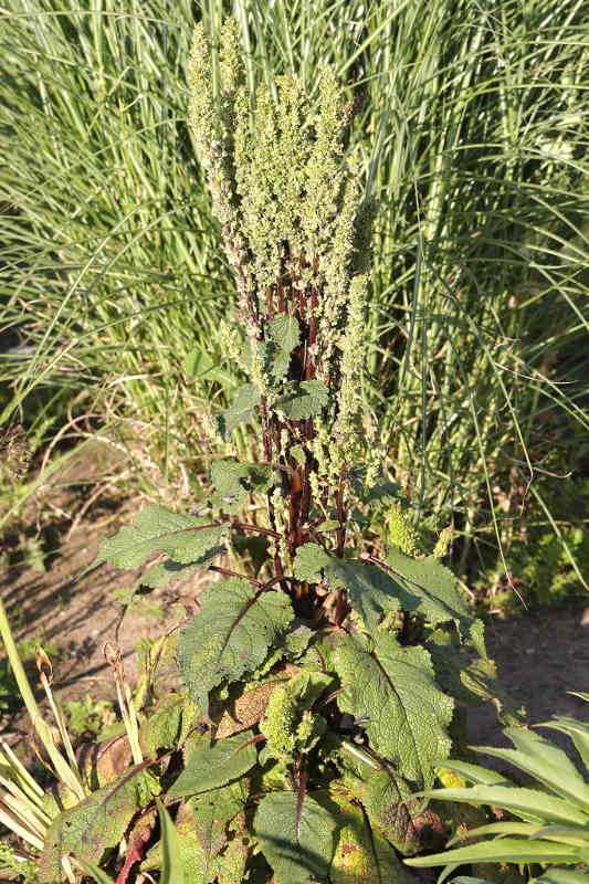 Verbascum afwijkend