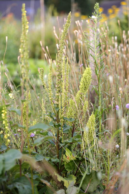 Verbascum afwijkend