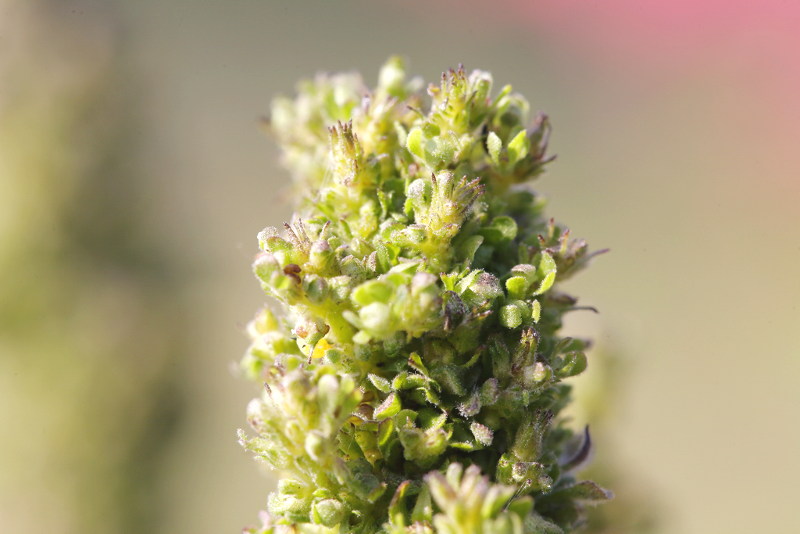 Verbascum afwijkend