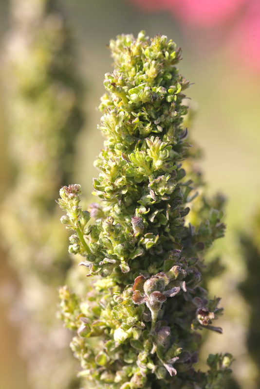 Verbascum afwijkend