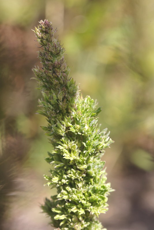 Verbascum afwijkend