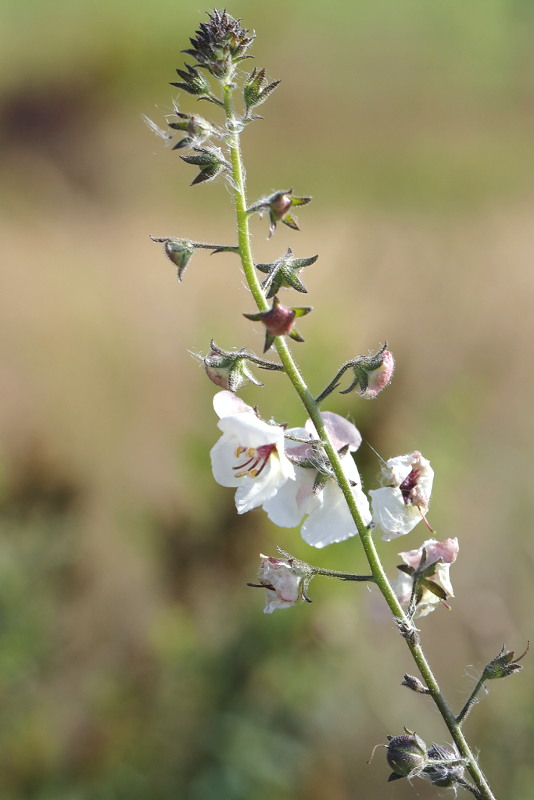 Verbascum blattaria