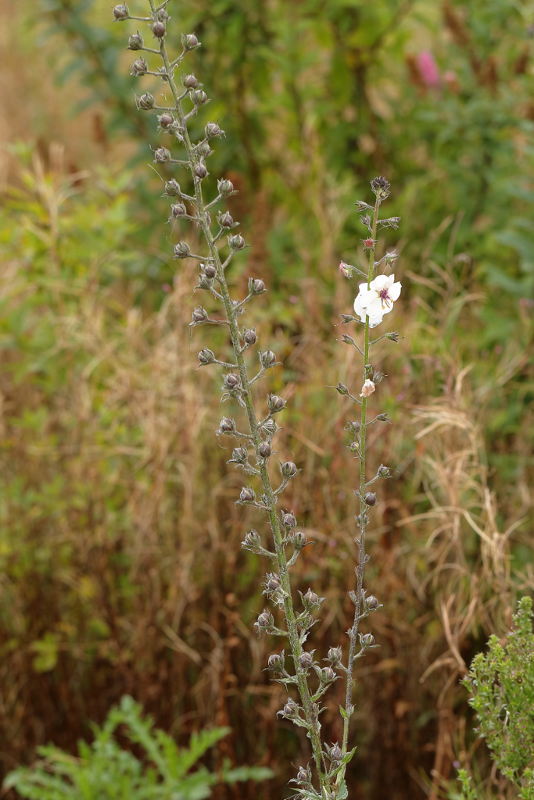 Verbascum blattaria