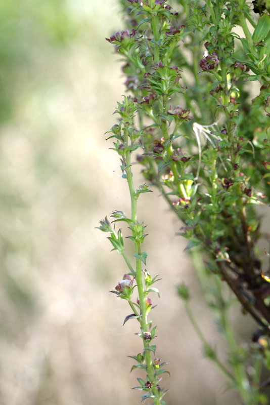 Verbascum blattaria afwijkend