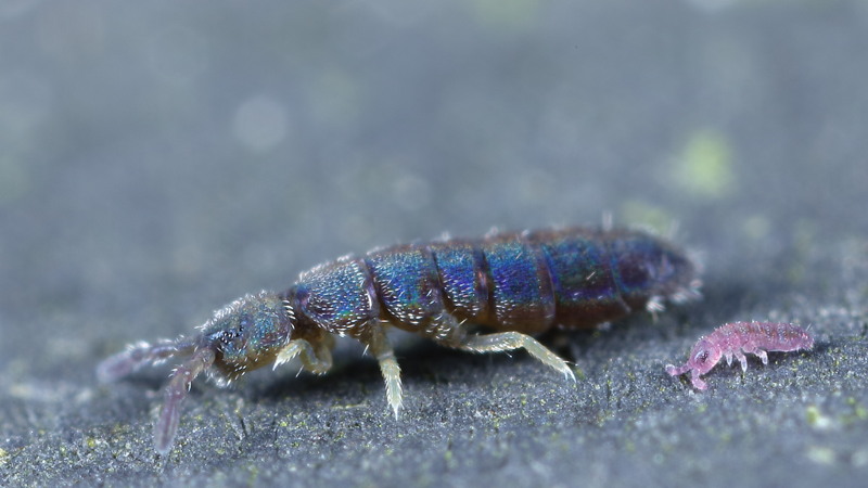 Vertagopus arboreus met juveniel