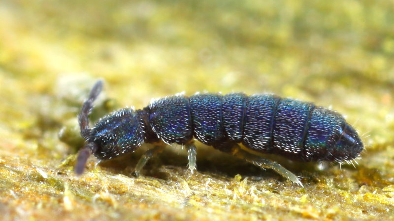 Vertagopus arboreus