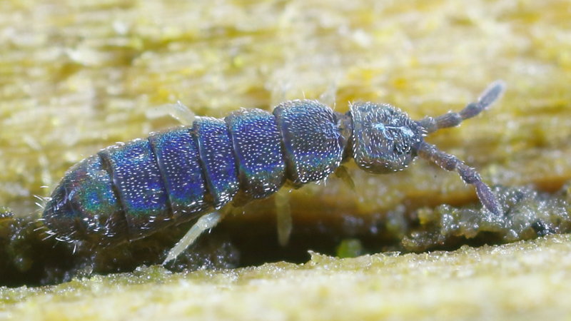 Vertagopus arboreus