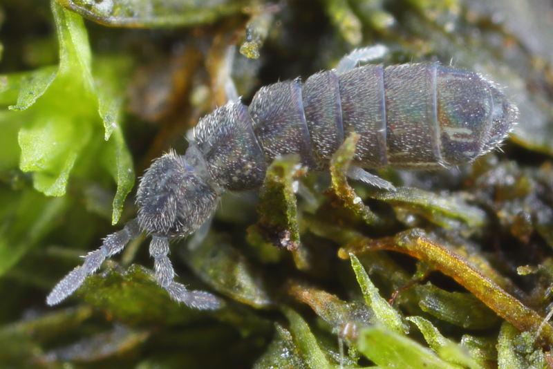 Vertagopus pseudocinereus