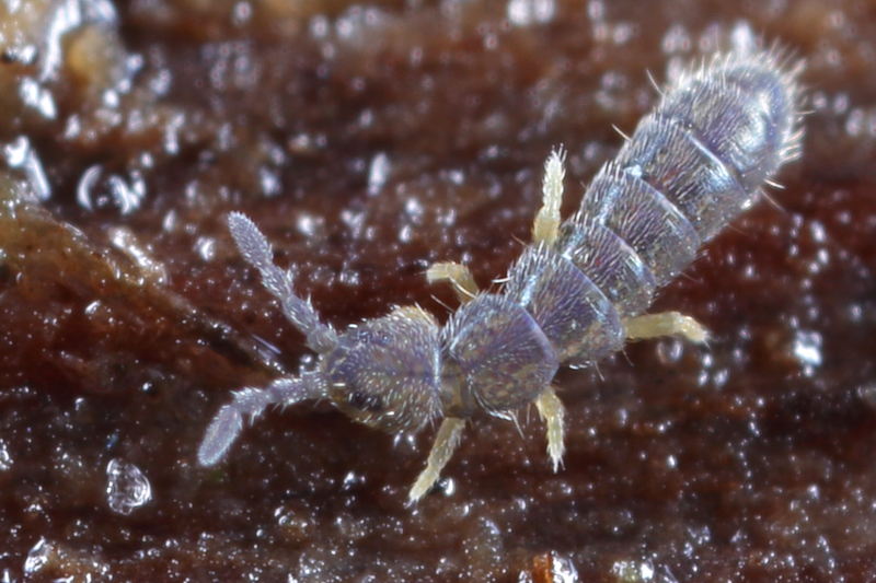 Vertagopus pseudocinereus