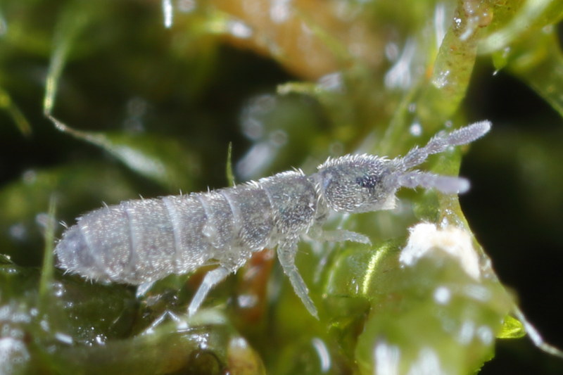Vertagopus pseudocinereus