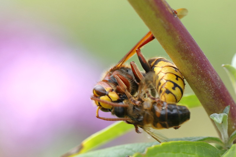 Etende Hoornaarwesp Vespa crabro met zweefvlieg
