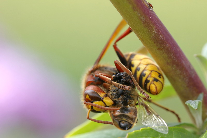Etende Hoornaarwesp Vespa crabro met zweefvlieg