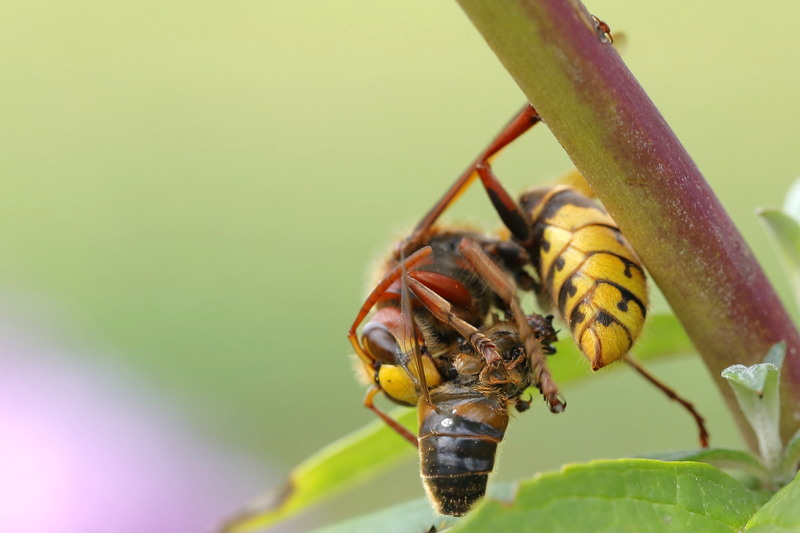 Etende Hoornaarwesp Vespa crabro met zweefvlieg
