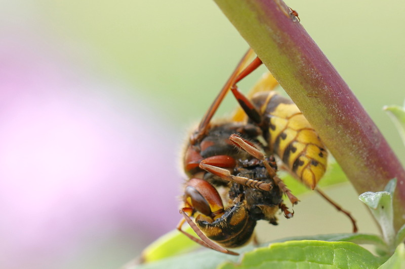 Etende Hoornaarwesp Vespa crabro met zweefvlieg