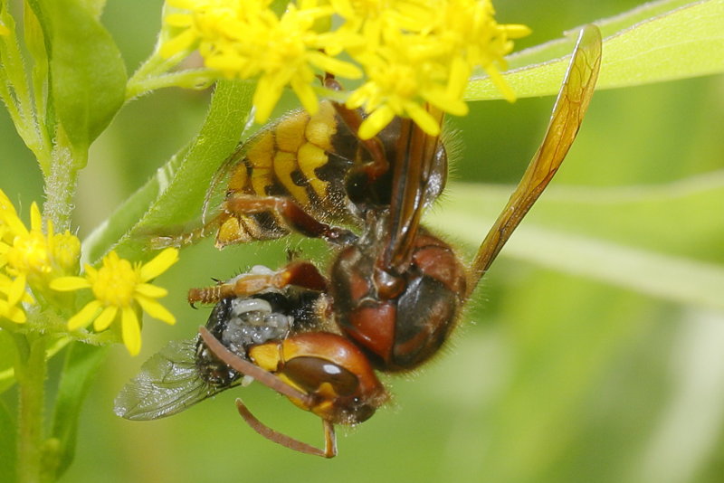 Etende Hoornaarwesp Vespa crabro met vlieg